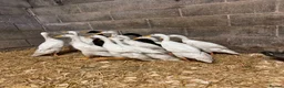 Ducks poultry for sale: Purebred Indian Runner Ducks - Advert 8