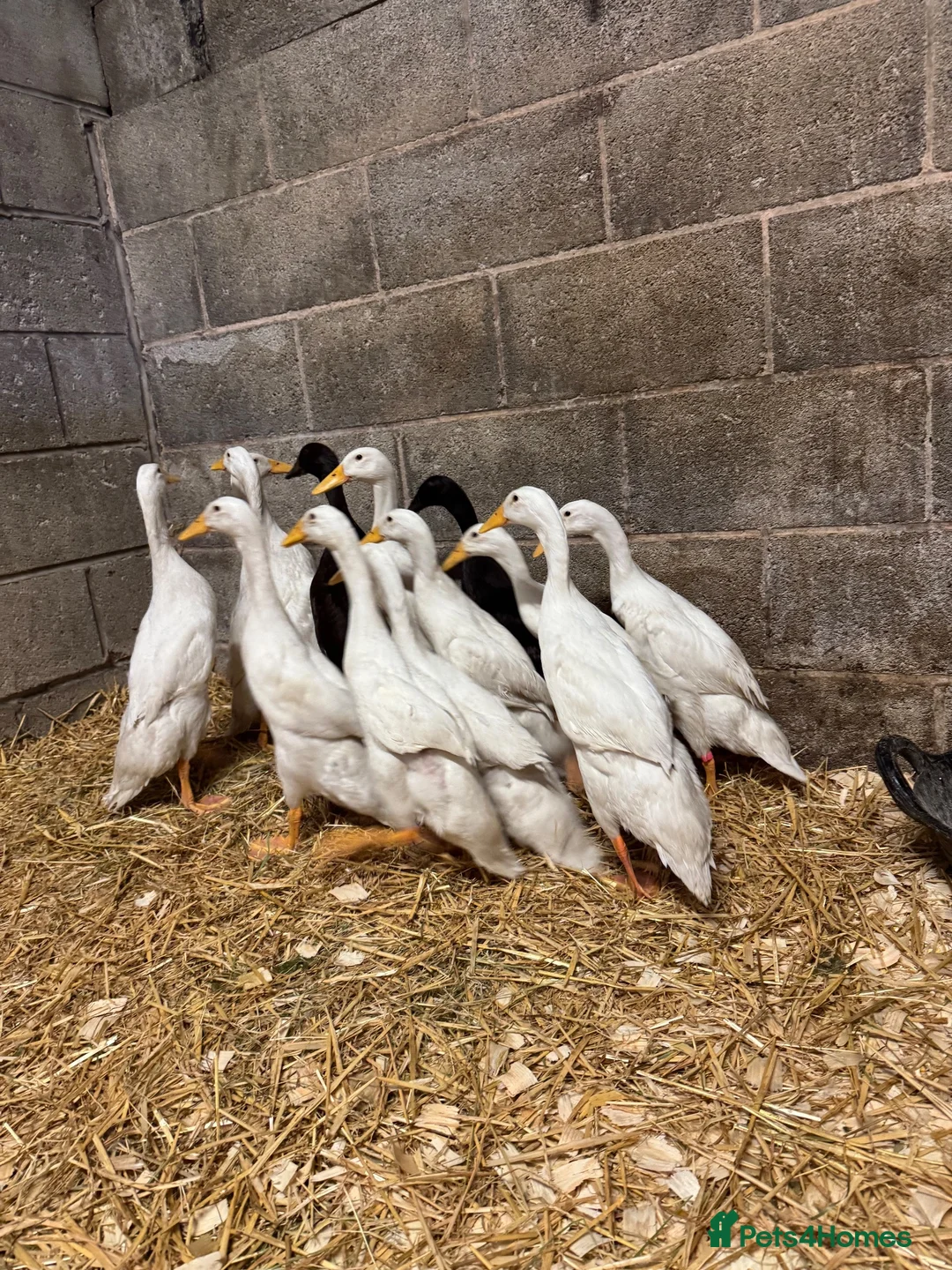 Ducks poultry for sale: Purebred Indian Runner Ducks - Advert 8