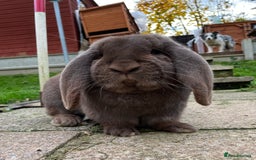 French Lop rabbits for sale: French Lops looking for new homes  - Image 2