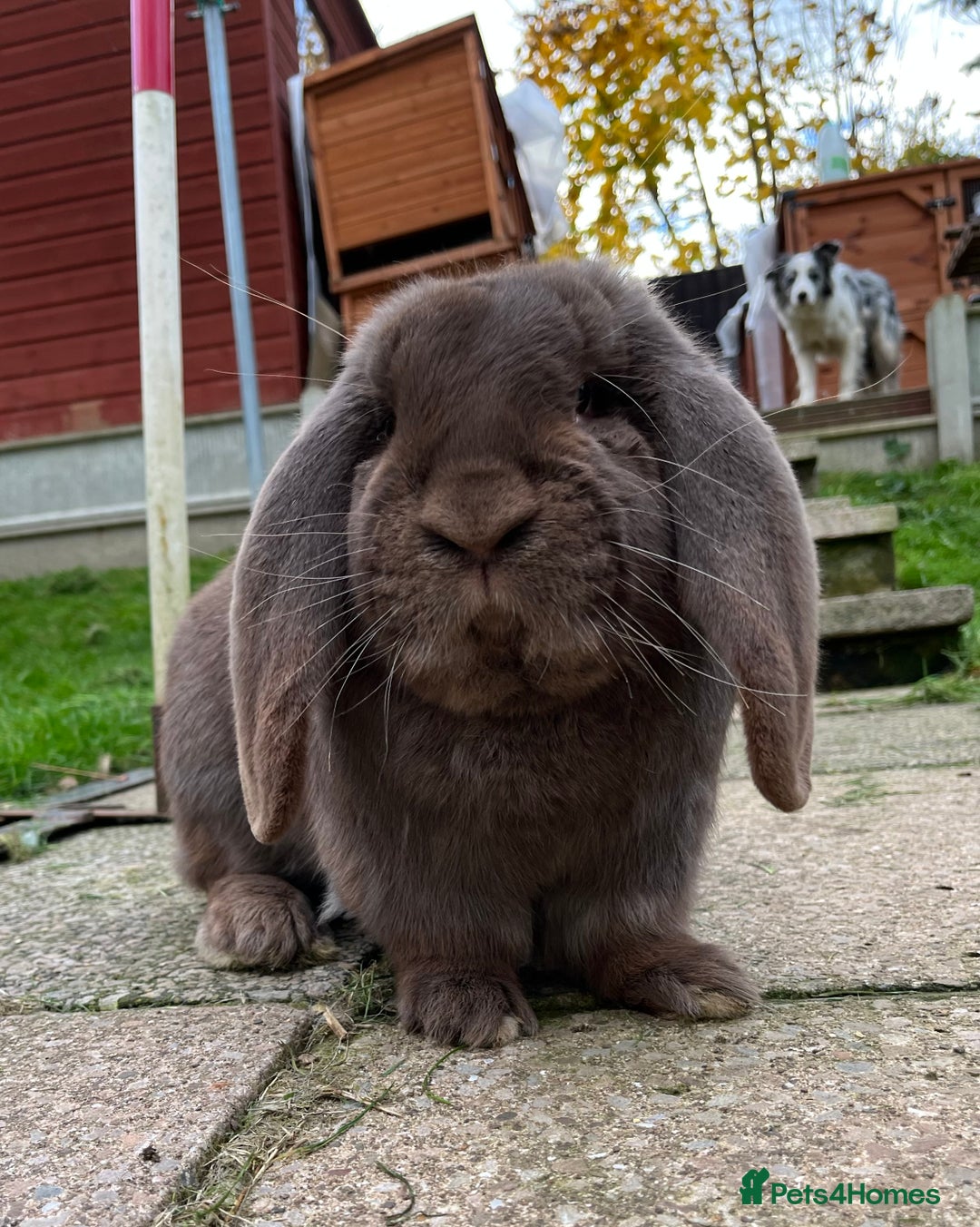 French Lop rabbits for sale: French Lops looking for new homes  - Image 2