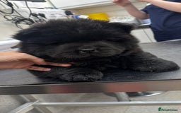 Chow Chow dogs for sale: BLACK GIRL CHOW CHOW - READY NOW!!! - Image 1