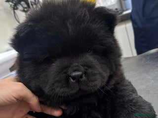 Chow Chow dogs - Advert 18