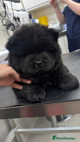 Chow Chow dogs - Advert 5