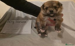 Mixed Breed dogs for sale: Yorkie-pom puppies  - Image 3