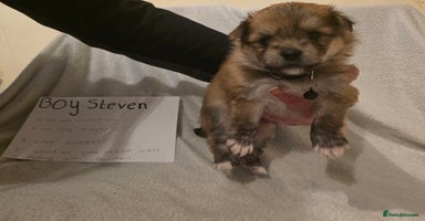 Mixed Breed dogs - Advert 12
