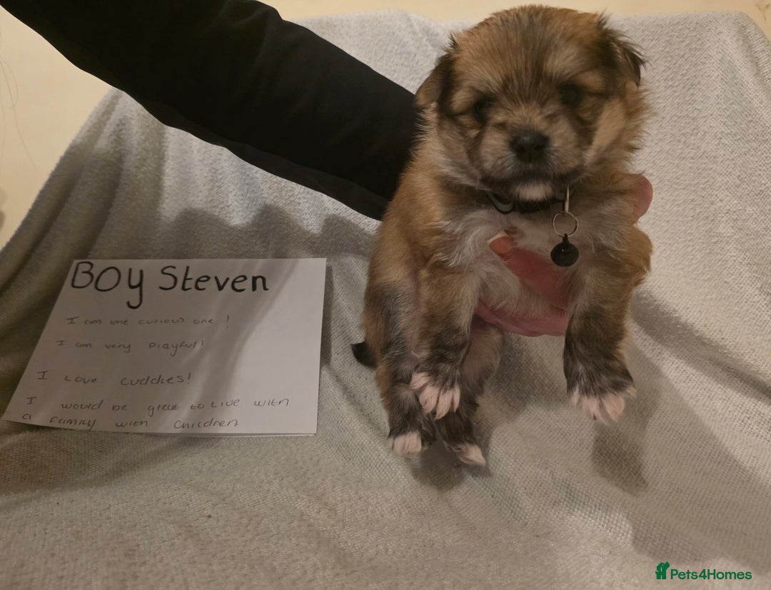 Mixed Breed dogs for sale: Yorkie-pom puppies  - Image 3
