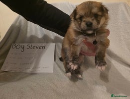 Mixed Breed dogs - Advert 7