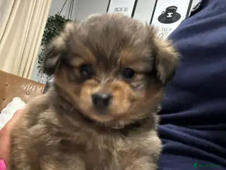 Mixed Breed dogs Adorable Miniature Dachshund Puppies - Advert 6