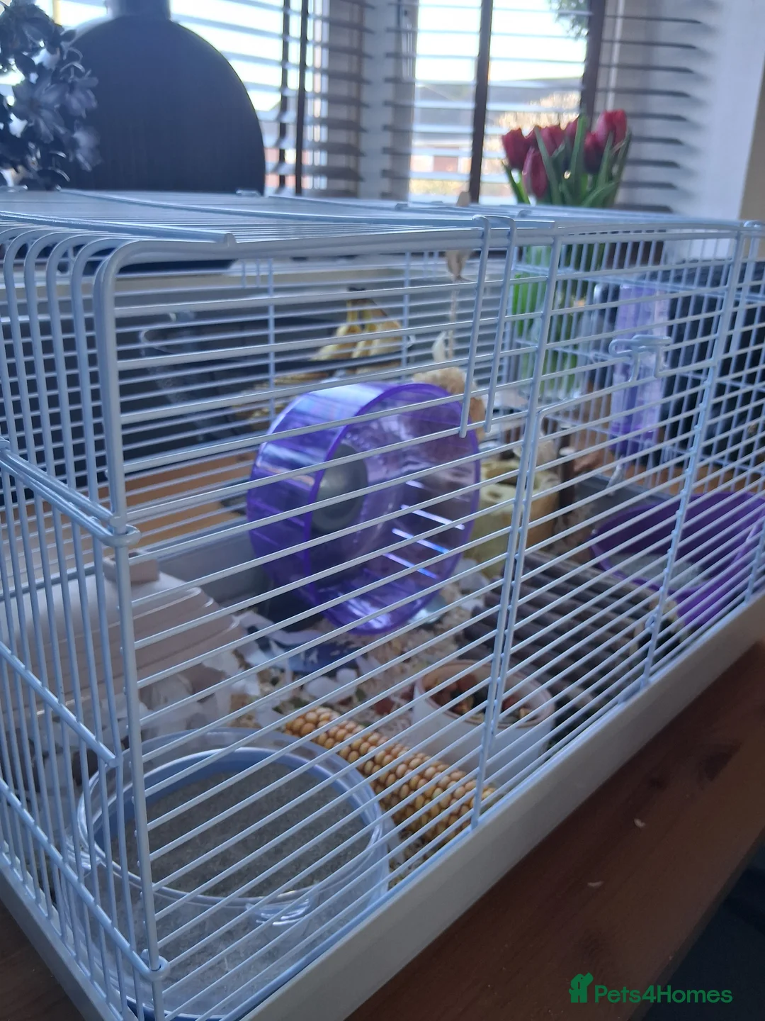 Hamster rodents for sale: Russian hamster in Derby - Advert 1