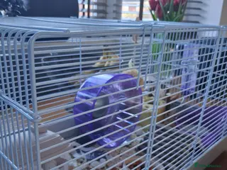 Hamster rodents Russian hamster in Derby - Advert 1