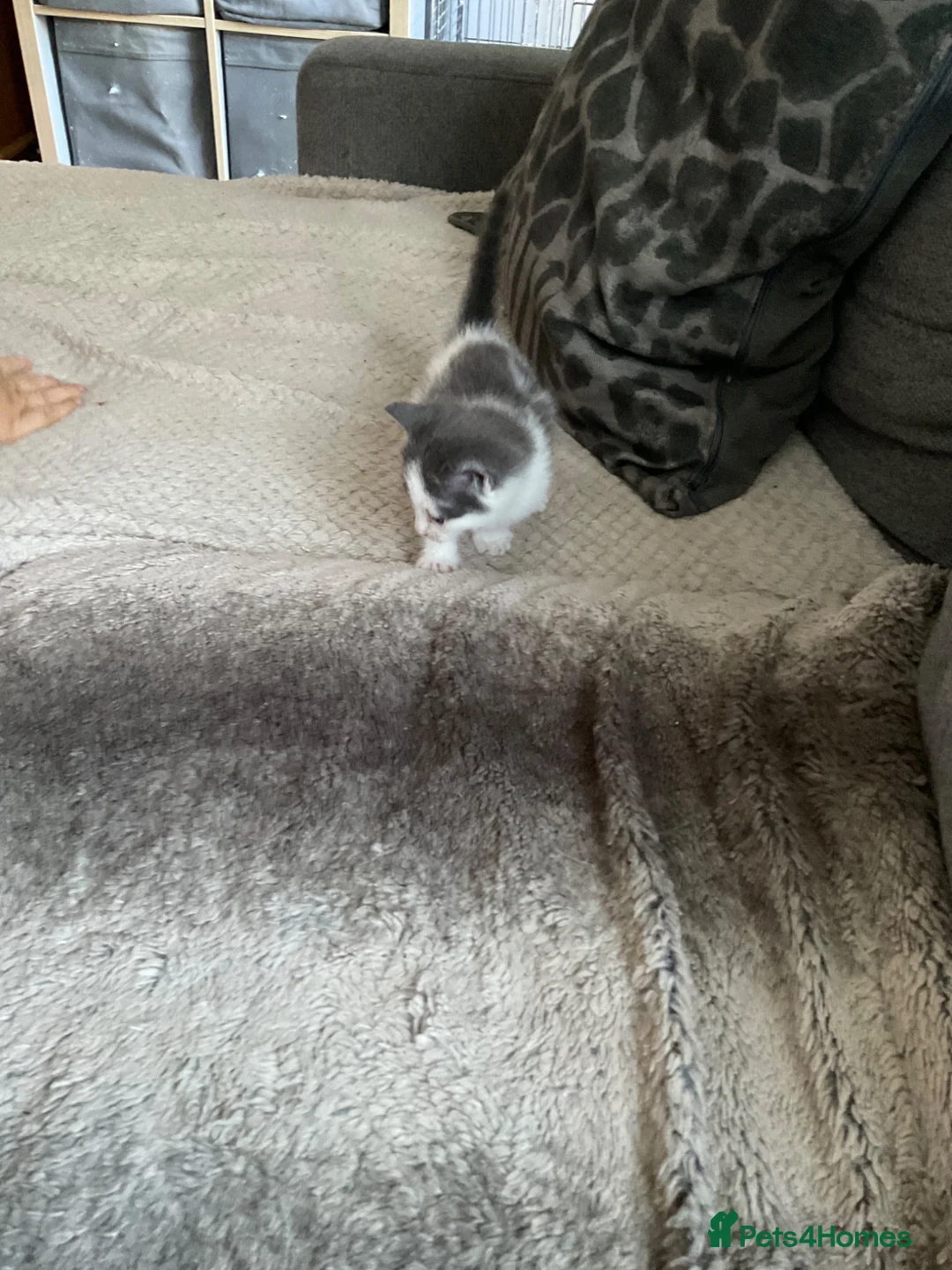 Mixed Breed cats for sale: Will be looking for homes soon - Advert 2