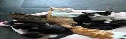 Mixed Breed cats for sale: Kittens Manchester Prices £40-£180 - Advert 19