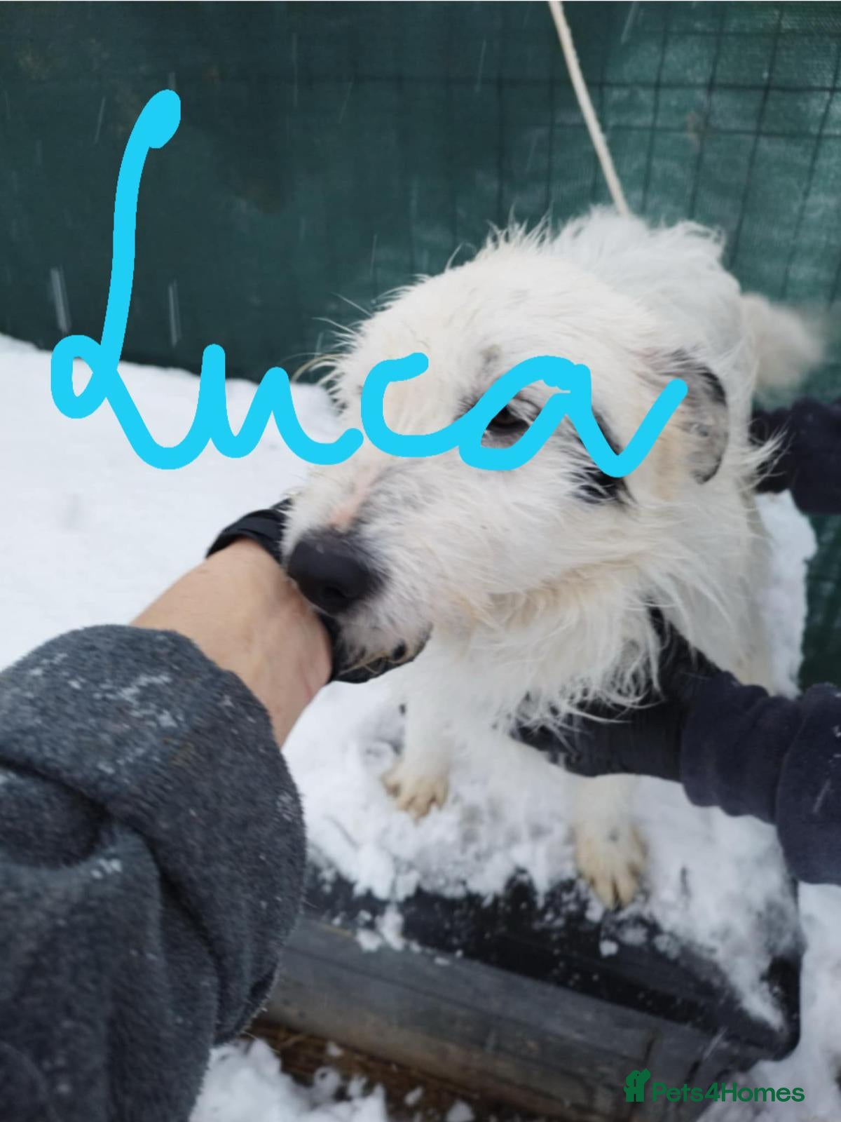 Mixed Breed dogs 🤍 Luca 🤍 - a Lovely young Boy for a Loving Home - Advert 2