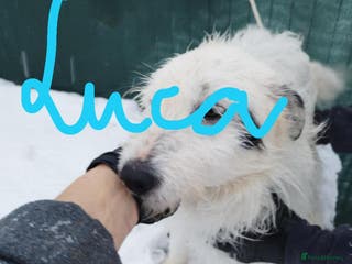 Mixed Breed dogs 🤍 Luca 🤍 - a Lovely young Boy for a Loving Home - Advert 13