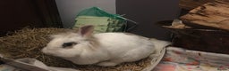 Lionhead rabbits for sale: Hilda lionhead rabbit  - Advert 2