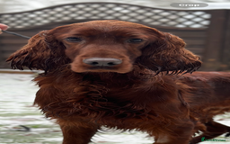 Irish Setter dogs for sale: 🎉Due🎉 Dark Red Setter Pups Health Tested Parents - Image 3