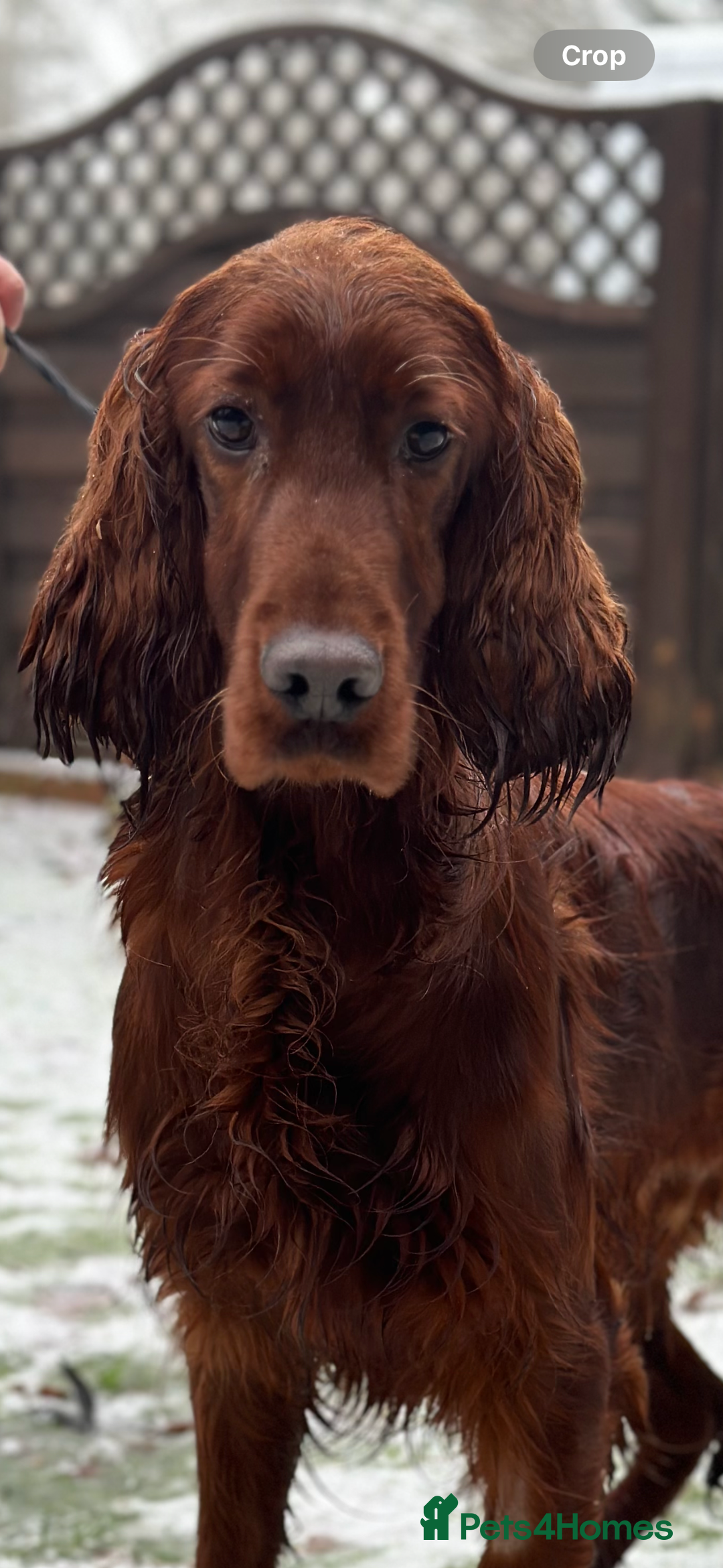 Irish Setter dogs for sale: 🎉Due🎉 Dark Red Setter Pups Health Tested Parents - Image 3
