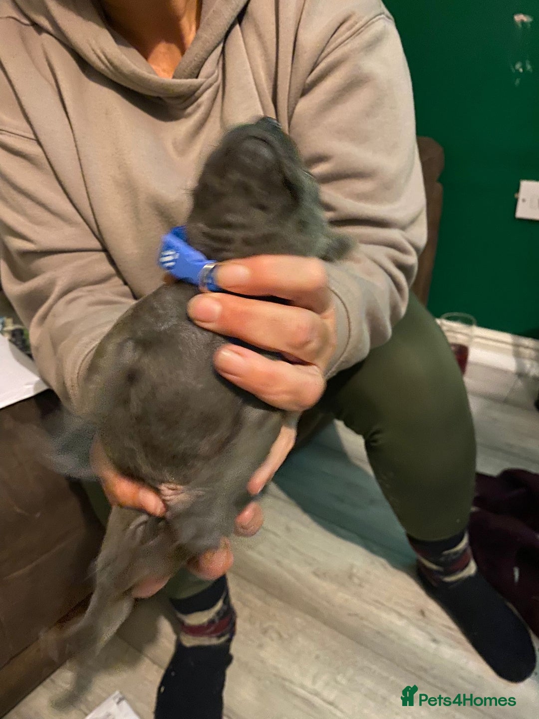 Staffordshire Bull Terrier dogs for sale: Blue pups  - Advert 18