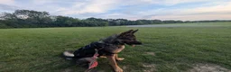 German Shepherd dogs for sale: Beautiful German Shepherd female in Pevensey - Advert 4