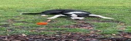 Smooth Collie dogs for sale: 11 month old border collie - Jax  - Advert 3