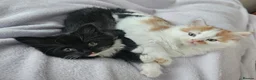 Mixed Breed cats for sale: Four Adorable Little Kittens Full of Personality - Advert 37