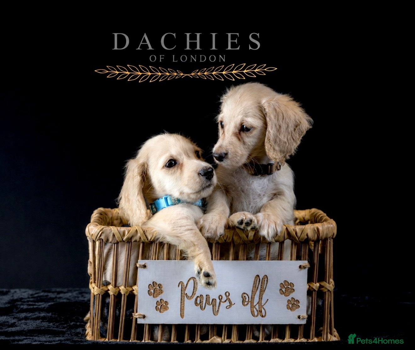 Miniature Dachshund dogs for sale: Exceptional PRA clear champion L/H Dachshund 🤍 - Advert 10