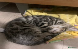 Bengal cats for sale: Bengal cross - Image 9