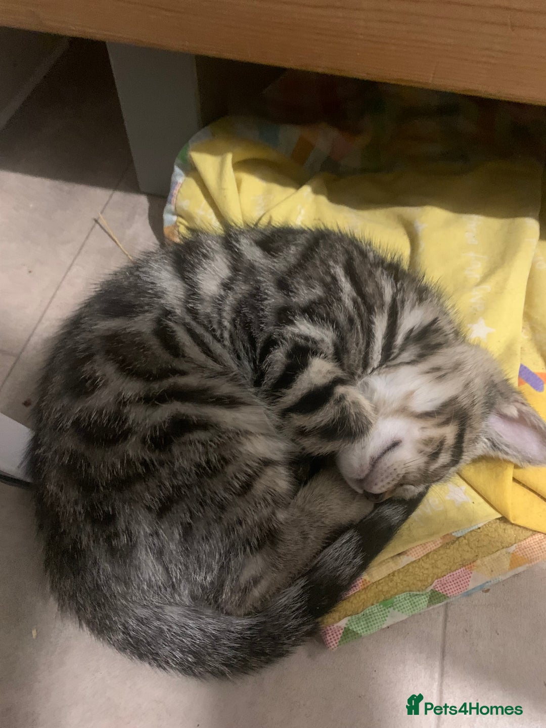 Bengal cats for sale: Bengal cross - Image 9
