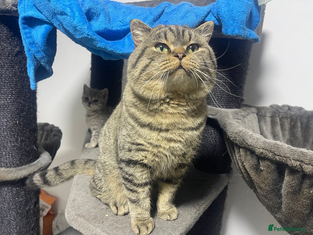 British Shorthair cats for sale: Large british shorthair boy very loving - Image 5