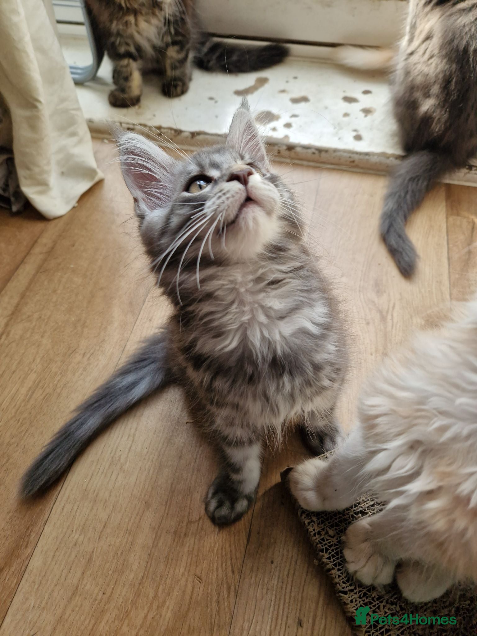 Maine Coon cats Gorgeous Pure tica reg mainecoon kittens  - Advert 14
