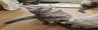 Maine Coon 7