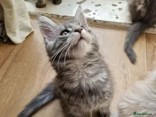 Maine Coon cats Gorgeous Pure tica reg mainecoon kittens - Advert 14