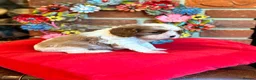 Cavalier King Charles Spaniel dogs for sale: KC. C.K.C.S from Champion Show Lines - Advert 15