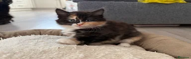 Mixed Breed 3 - Three-colour girl