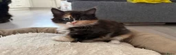 Mixed Breed cats for sale: Beautiful mixed-breed kittens! - Advert 27