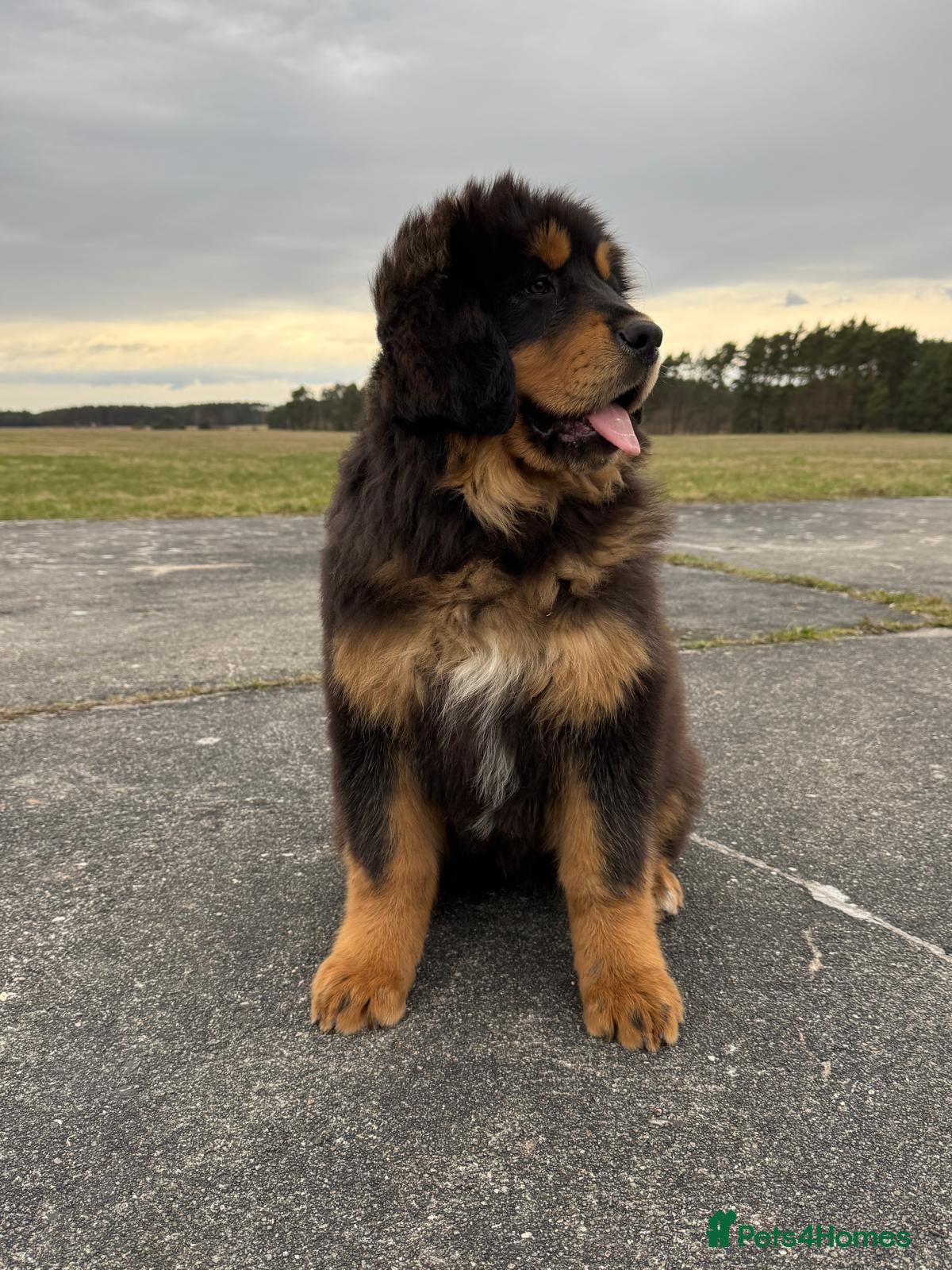 Tibetan Mastiff dogs Tibetan Mastiff Puppies - Advert 1
