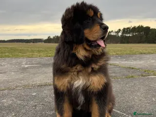 Tibetan Mastiff dogs Tibetan Mastiff Puppies - Advert 3