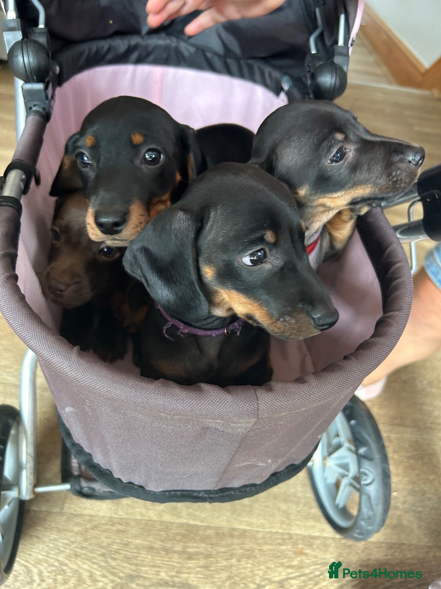 Miniature Dachshund dogs Miniature smooth haired dachshund pups for sale - Advert 2