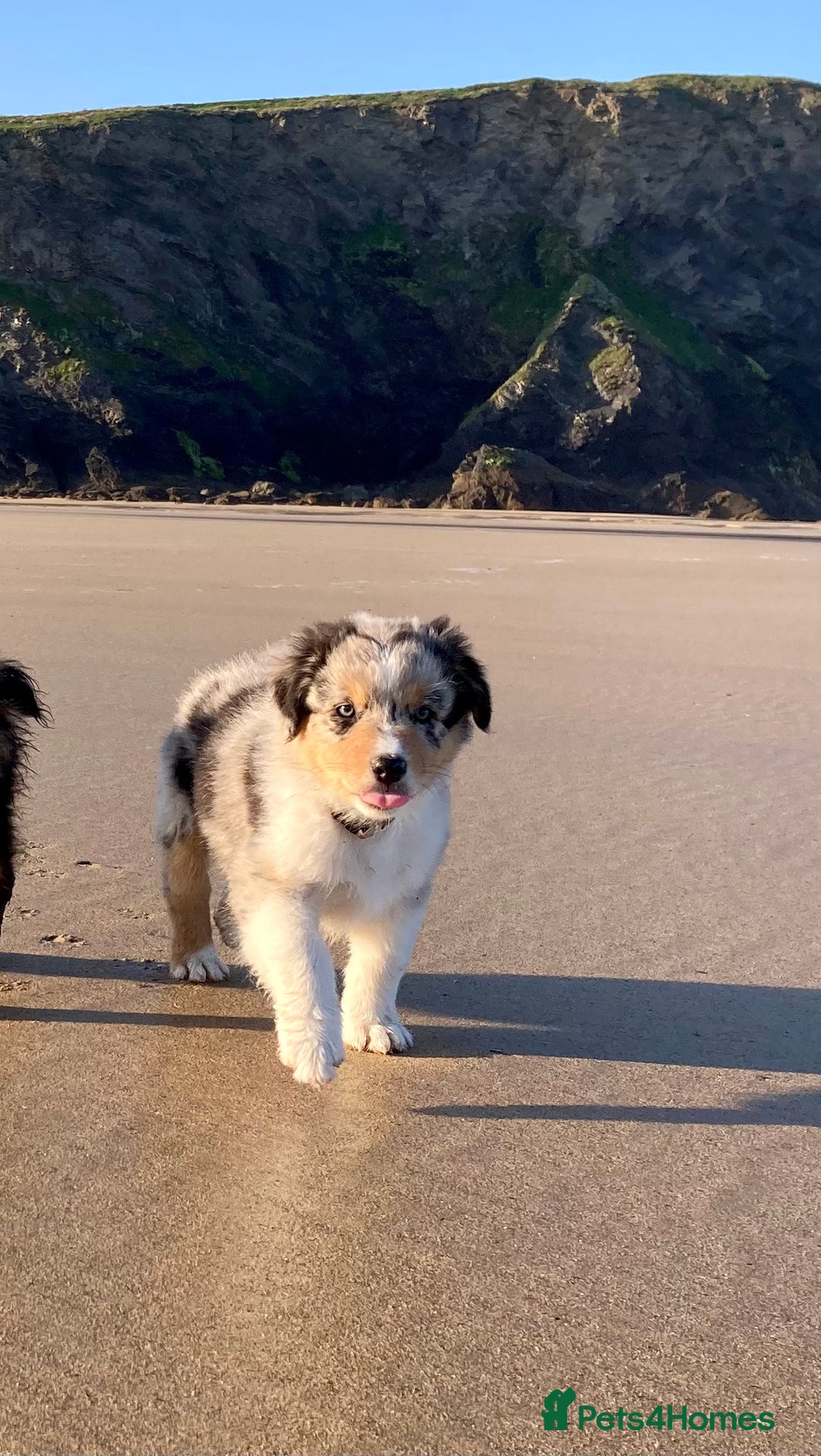 Australian Shepherd dogs for sale: Australian Shepherd Puppy 4 - Beautiful Australian Shepherd puppies - Image 24