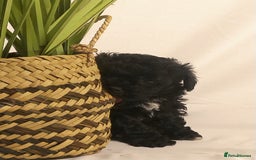 Yorkiepoo dogs for sale: Tiny Yorkipoos beautiful fluff balls puppies - Image 10