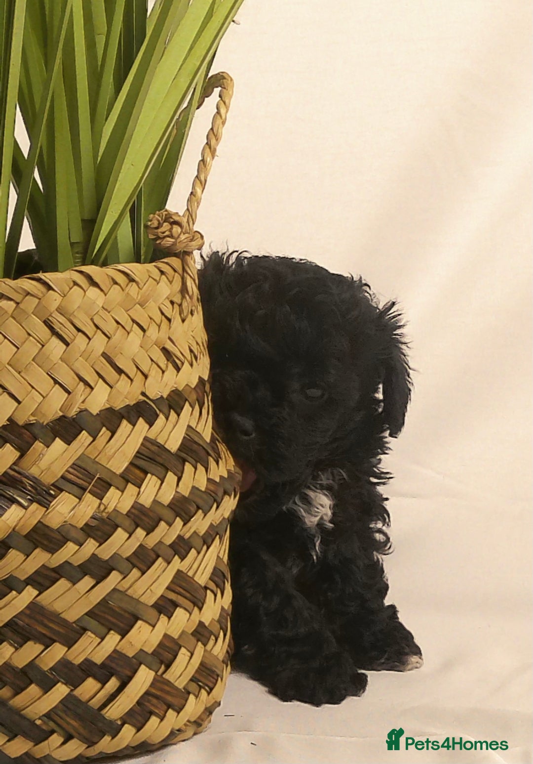Yorkiepoo dogs for sale: Tiny Yorkipoos beautiful fluff balls puppies - Image 10