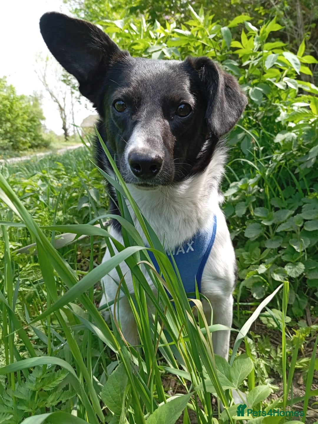 Mixed Breed dogs for adoption: ❤️JAVY- gentle angel,loving soul waiting so long❤️ - Image 10