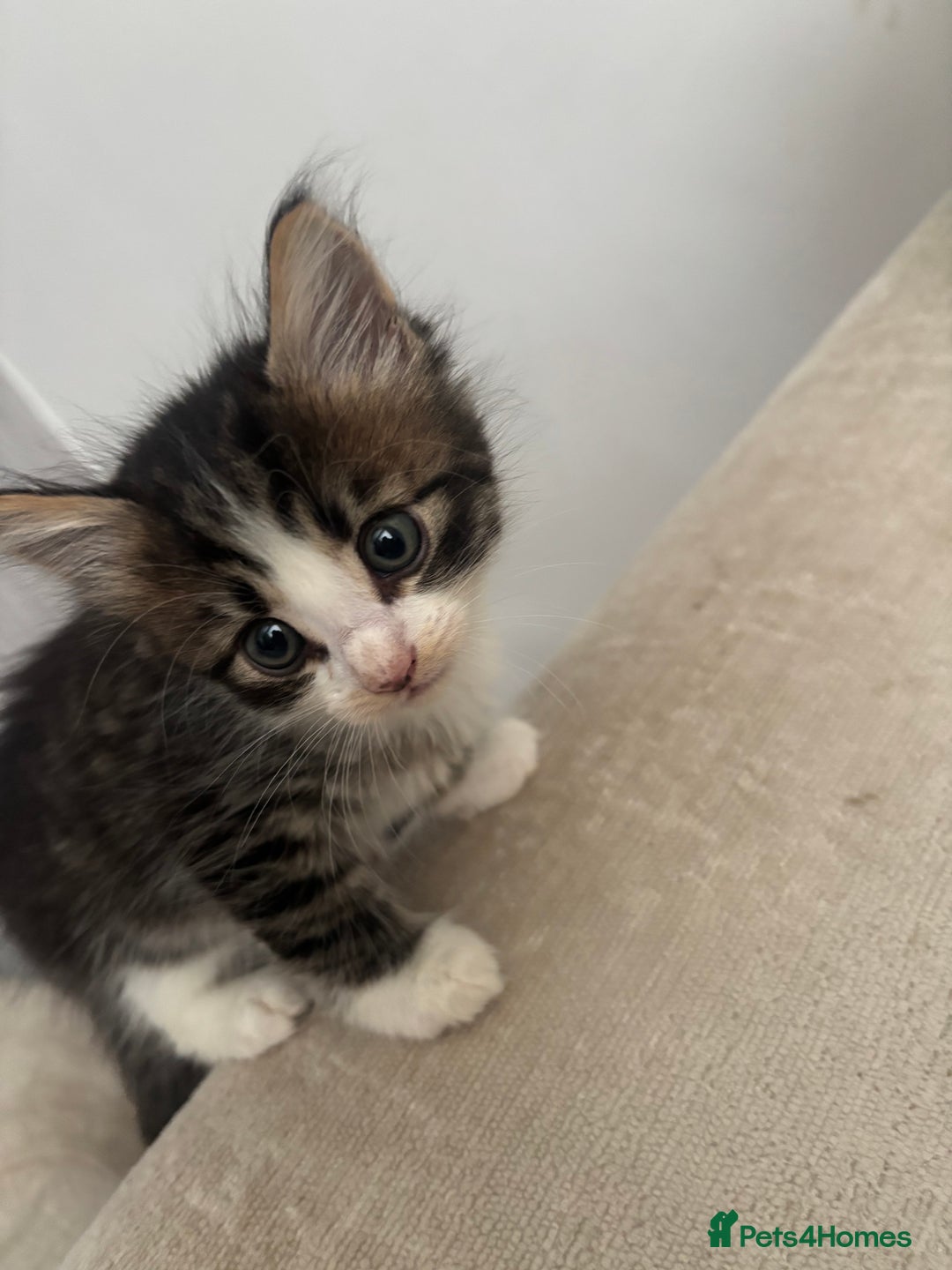 Mixed Breed cats for sale: 5 Beautiful Kittens - Image 2