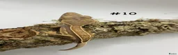 Gecko reptiles for sale: NEW Adult + Juvenile Crested Geckos + Lilly Whites - Advert 19