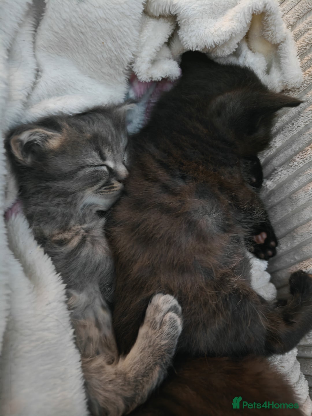 Russian Blue cats for sale: Russian blue male kittens - Advert 6