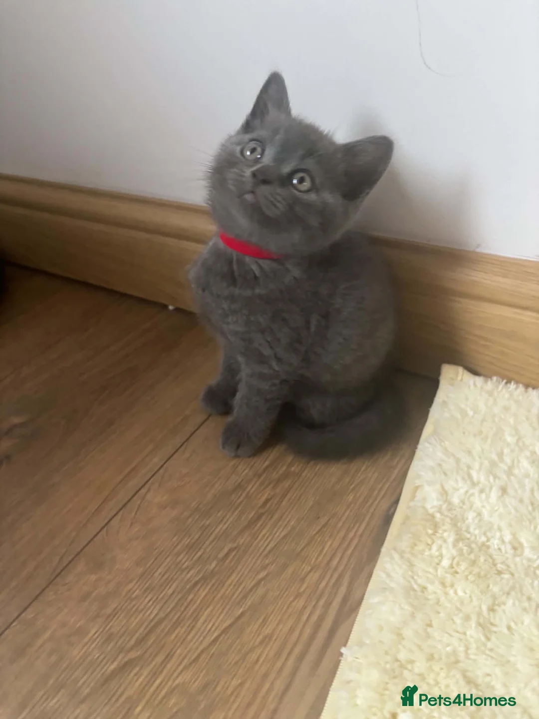 British Shorthair cats for sale: Lovely litter of British shorthair kittens - Advert 2