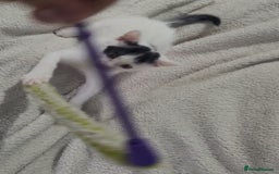 American Shorthair cats for sale: Lovely little kittens, lots of different colours! - Image 11