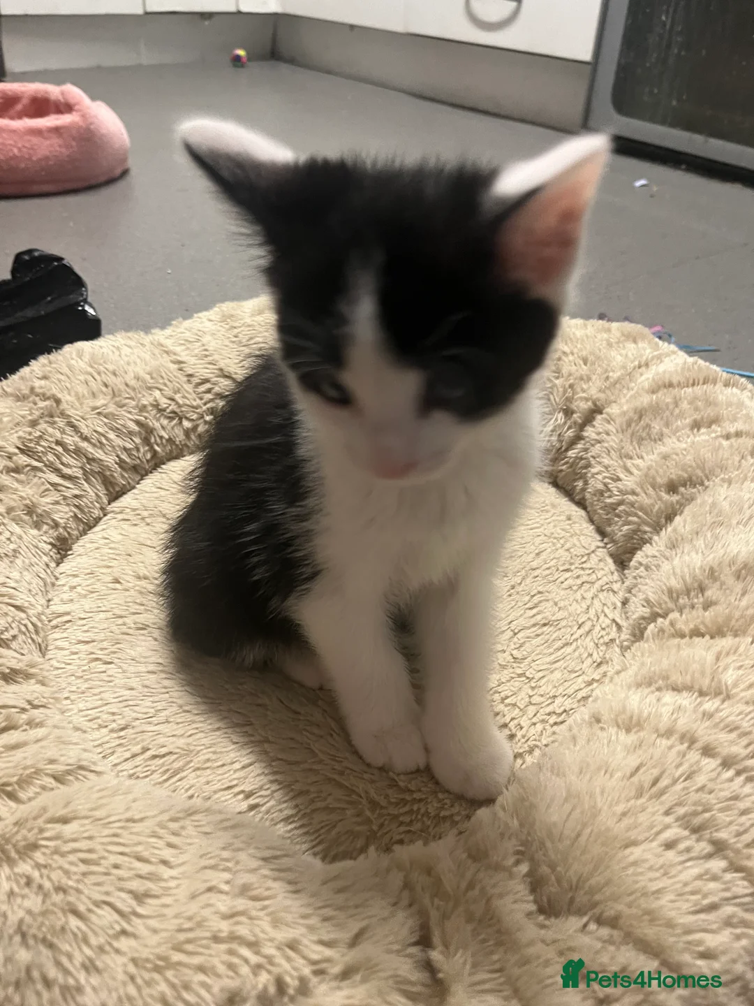 Mixed Breed cats for sale: 🐾 Stunning Tuxedo Male Kittens Available 🐾 - Advert 3