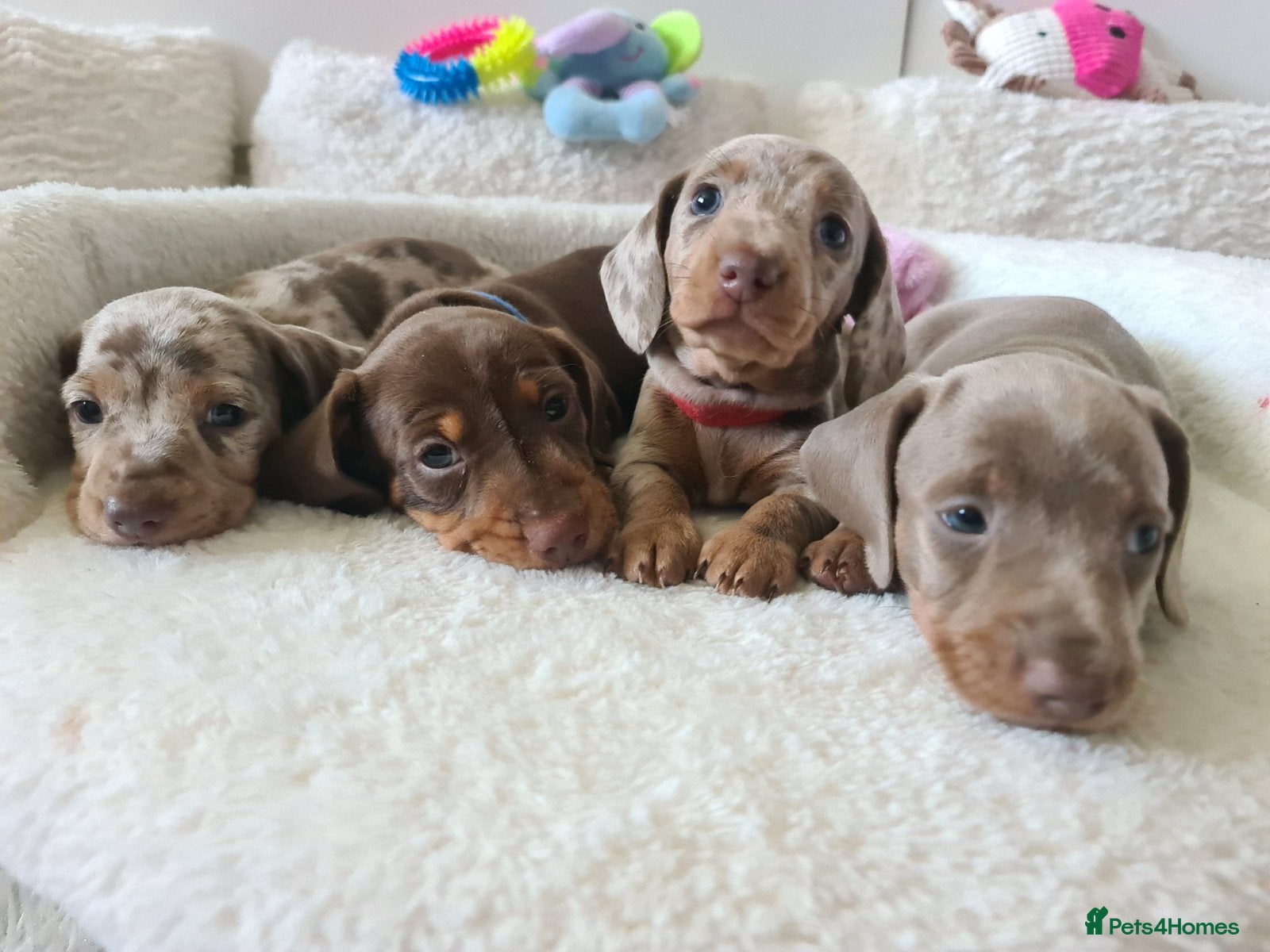 Dachshund dogs KC miniature smooth haired DNA tested dachshunds  - Advert 1