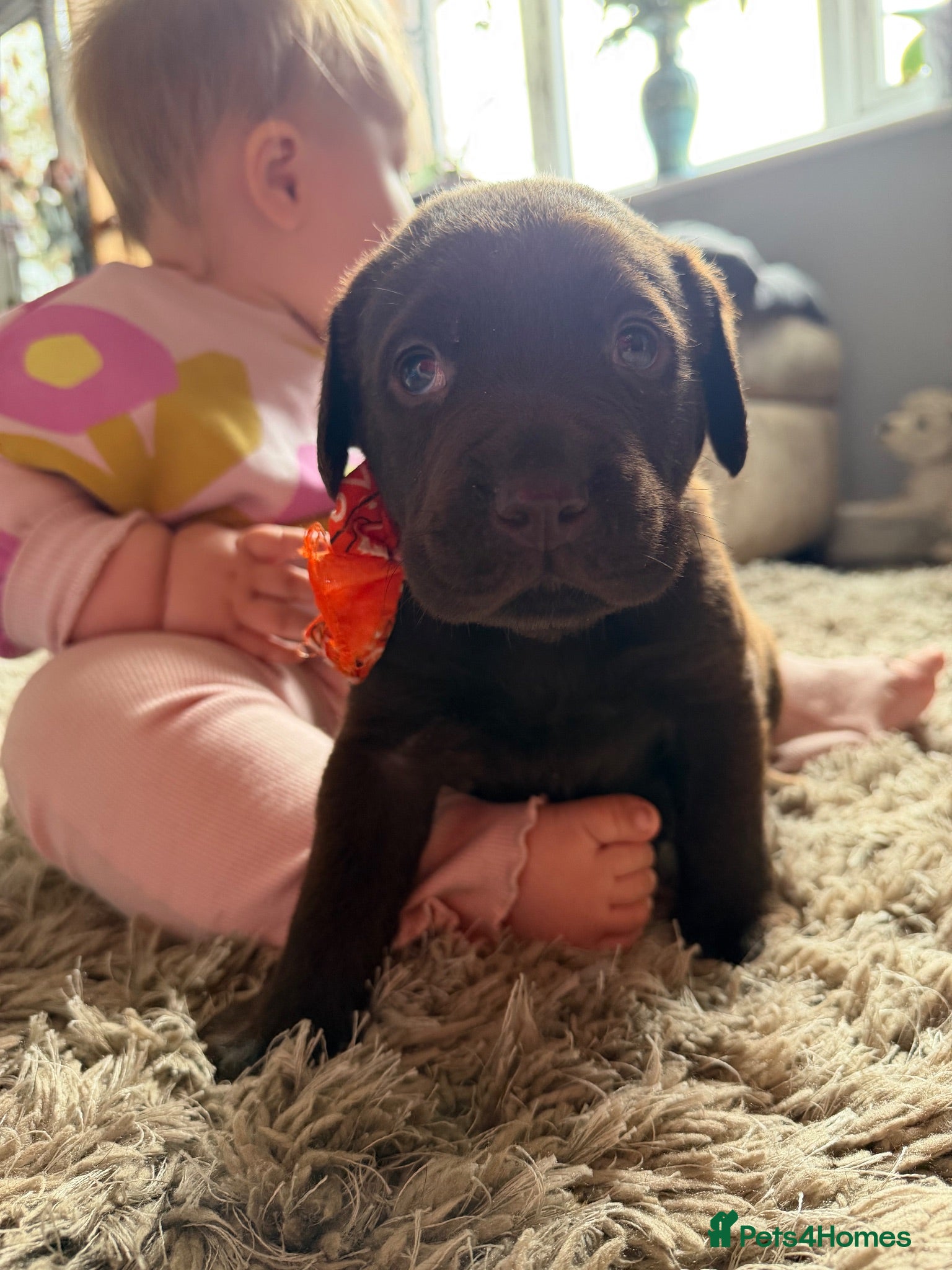 Labrador Retriever dogs Wonderful KC Chocolate Labrador Pups for Sale - Advert 2